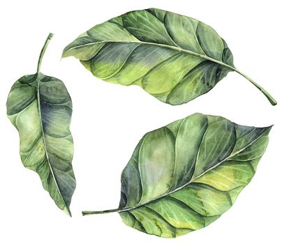 Watercolor painted illustration of green leaves on white background