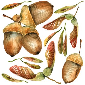 Watercolor painted illustration of tree seeds - oak, oak ash, maple. Set of illustrations on white background.