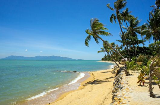 Tropical beach with coconut palm, Koh Samui, Thailand