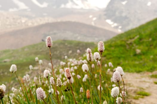 The valley near glacier in the Alps in the summer season