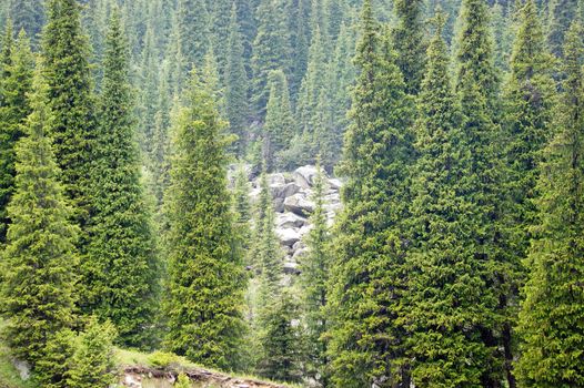 Full image of coniferous trees in alps - backgrounds