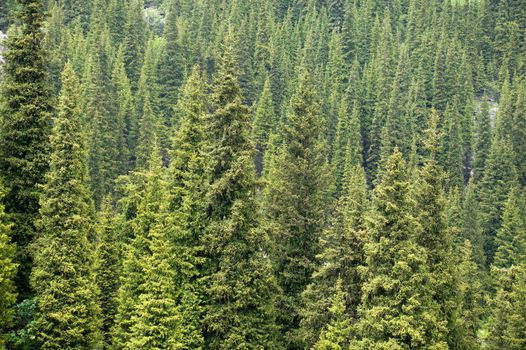 Full image of coniferous trees in alps - backgrounds 