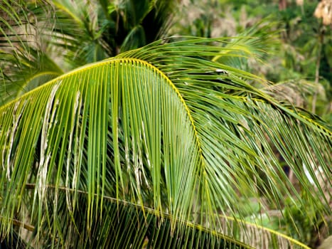 Close-up of the top of a palm tree 