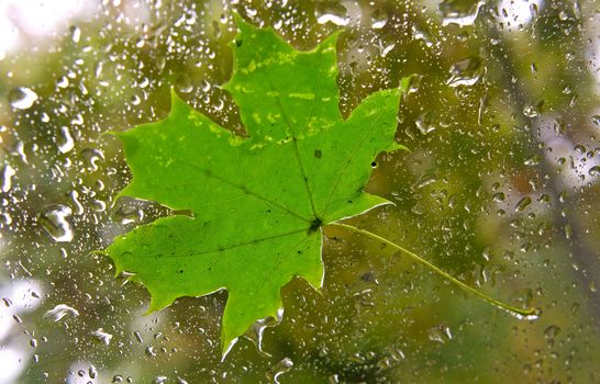 Maple leaf on the window in the rain