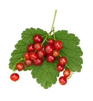 Red Currants with green leaf isolated on white. Clipping Path included.