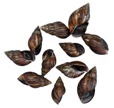 Mollusks isolated on white background. Clipping path included.