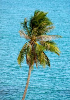 Alone palm tree against blue ocean backgrounds
