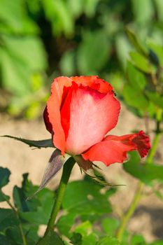 A single rose in a garden on a sunny day
