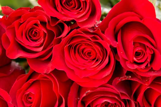 Red natural roses background close up
