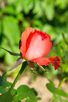 A single rose in a garden on a sunny day
