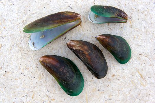 Mussels on the surface of coconut cardboard background.