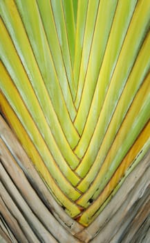 Closeup background of palm leaf