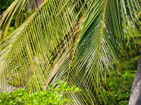 Close-up of the top of a palm tree 