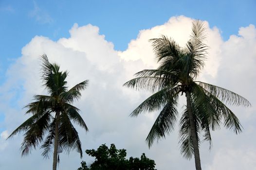 Tropical view - Palm tree against blue sky
