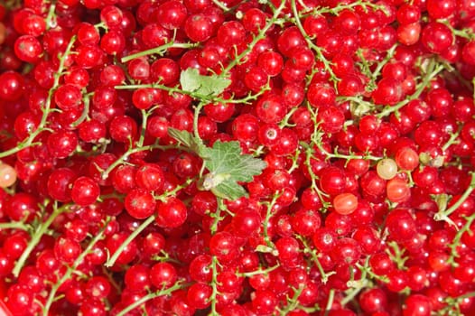 Background of natural red currant berries