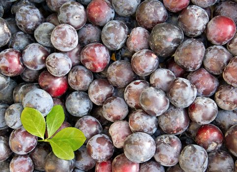 Background of fresh ripe healthy plums 