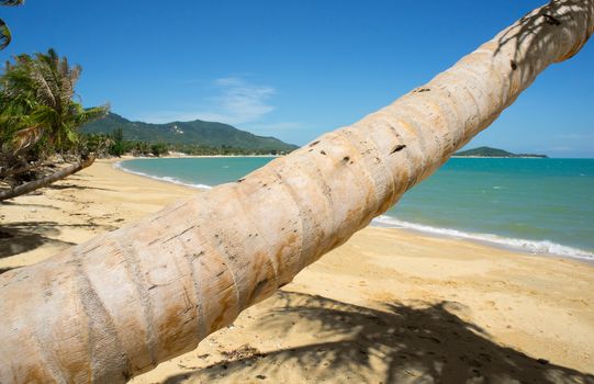 Tropical beach with coconut palm, Ko Samui, Thailand