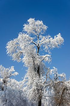 Winter forest trees covered with snow
