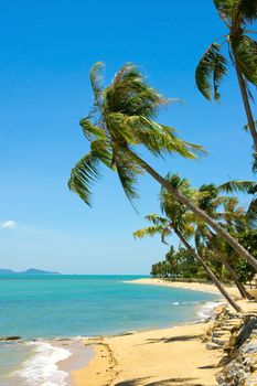Tropical beach with coconut palm, Koh Samui, Thailand