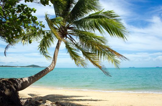 Tropical beach with coconut palm, Ko Samui, Thailand