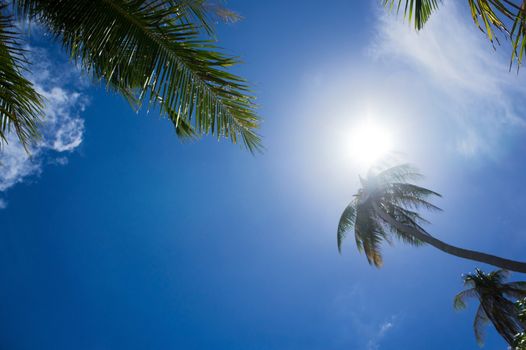 Palm tree against sun and blue sky 