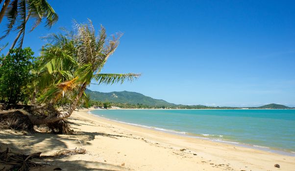 Tropical beach with coconut palm, Koh Samui, Thailand