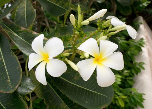 White frangipani tropical flowers with green leaves
