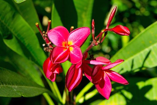 Red tropical flowers on the bush in sunny day