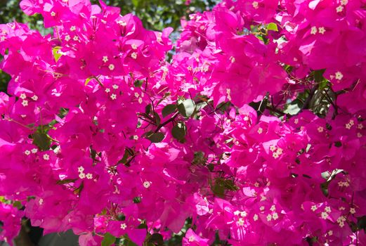 Tropical flowers background - Pink Bougainvillea Tree