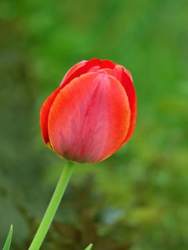 Red beautiful tulip in a garden on a sunny day