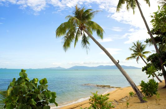 Tropical beach with coconut palm, Koh Samui, Thailand