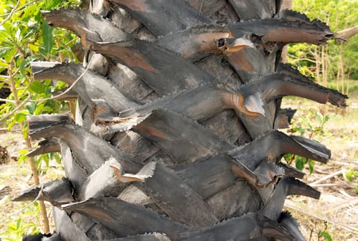 Upper trunk detail of old palm tree. 