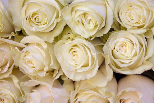 White natural roses background close up