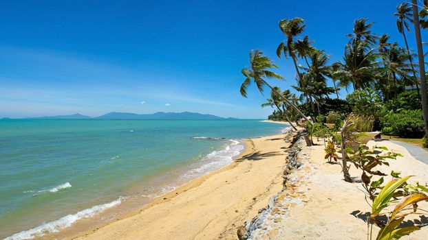 Tropical beach with coconut palm, Koh Samui, Thailand