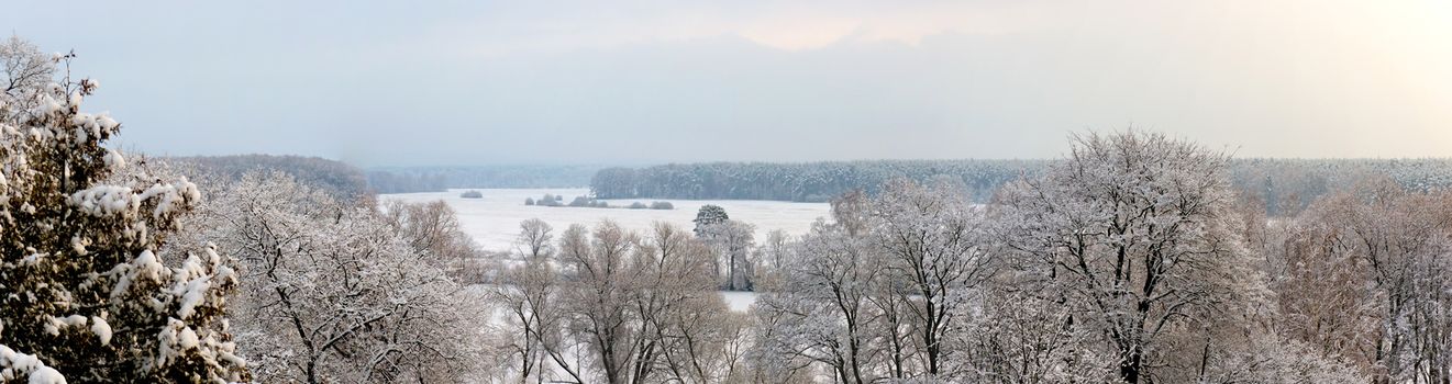 Winter forest panoramic landscape