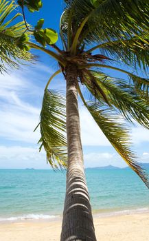 Tropical beach with coconut palm, Ko Samui, Thailand