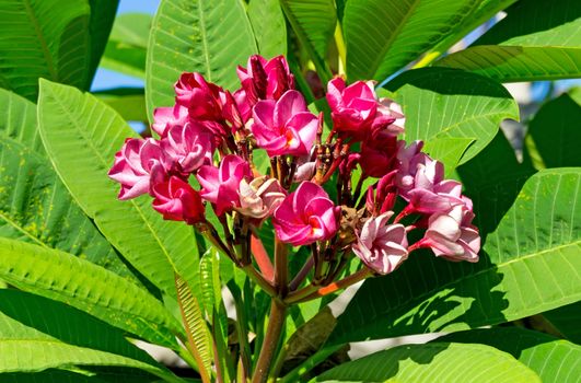 Red tropical flowers on the bush in sunny day