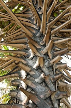 Upper trunk detail of old palm tree. 
