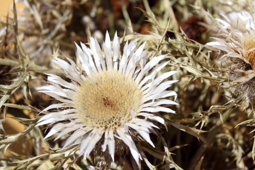 Dry thistle (carduus)