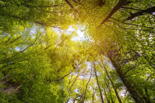 Green forest. Tree with green Leaves and sun light. Bottom view background. Looking up in a tree forest in summer. Low angle shot. Tall trees from below or beneath.