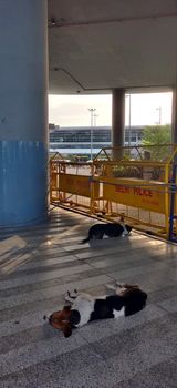 Street dogs are waiting and sleeping for humans from behind police barricade on terminal 3 in Indira Gandhi International airport in Delhi, India