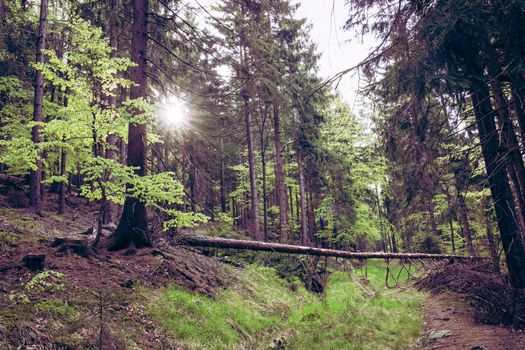 Forest in Stolowe Mountains National Park in Kudowa-Zdroj, Poland. A popular destination for trips in Poland.