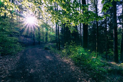 Forest in Stolowe Mountains National Park in Kudowa-Zdroj, Poland. A popular destination for trips in Poland.