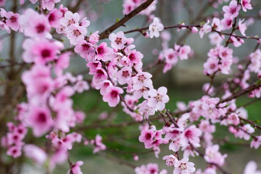 Spring border background with blossom, close-up. Abstract floral spring background. Blossoms over blurred nature background/ Spring flowers/Spring Background with bokeh