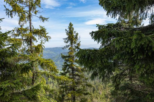 Forest in Stolowe Mountains National Park in Kudowa-Zdroj, Poland. A popular destination for trips in Poland.