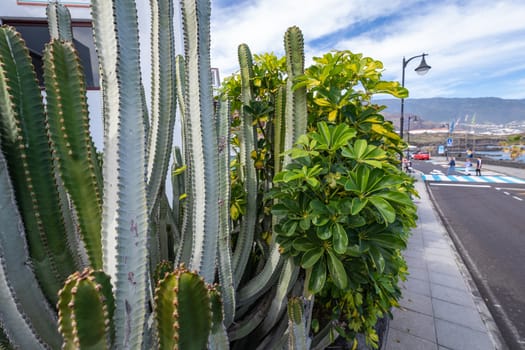 Tropical cactus garden and black sand beach at Los Cancajos. La Palma, Canary Island, Spain.