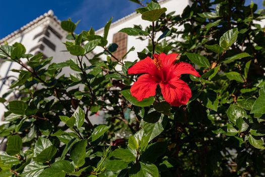 Traditional architecture at Santa Cruz - capital city of the island of La Palma, Canary Islands, Spain.