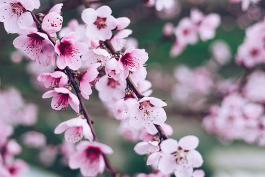 Spring border background with blossom, close-up. Abstract floral spring background. Blossoms over blurred nature background/ Spring flowers/Spring Background with bokeh