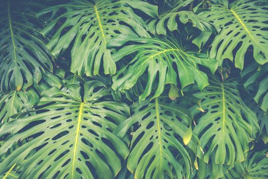 Close up Pile of Leaves Monsters with palm leaves.