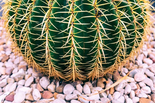 Close up cactus at natural ground.